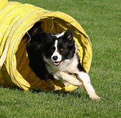 dog agility kent sheppey sittingbourne maidstone canterbury faversham strood medway towns gillingham